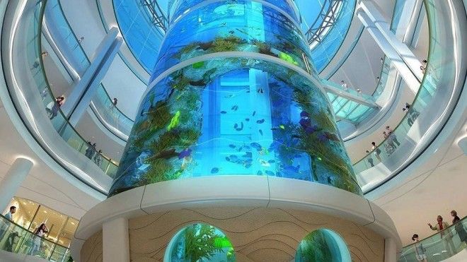 аквариум лучшее